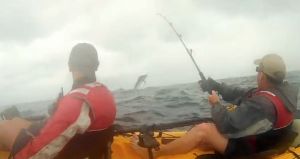 VIDEO: Sail ‘yak marlin